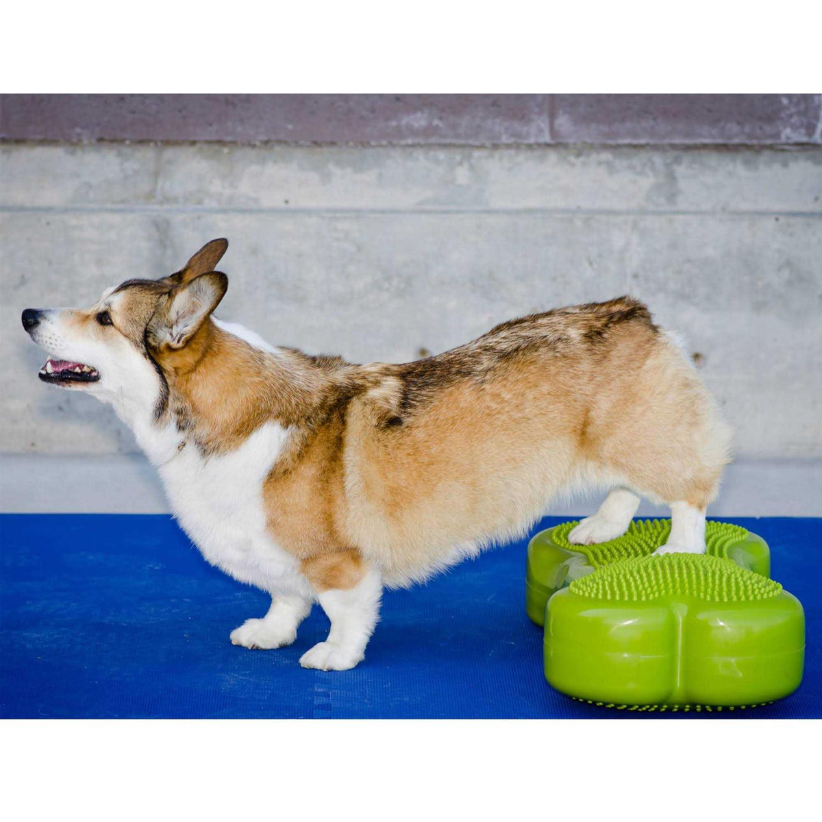Agility Training Pet Supplies U216